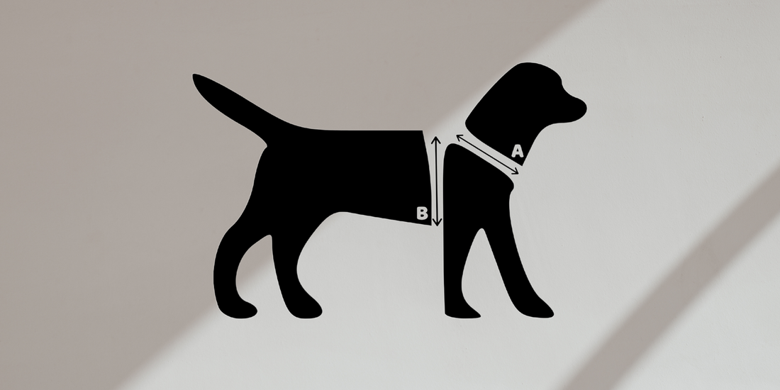 Measuring Your Dog for Harness and Collar Comfort