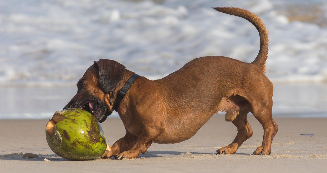 Aussie Summer Strolls: 10 Tips for Safe Walks with Your Pup